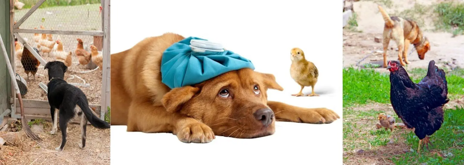 Can Dogs Get Sick From Eating Old Raw Chicken