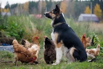 can dogs get sick from old chicken