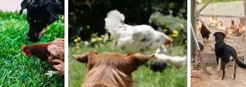 can chicken make a dog sick