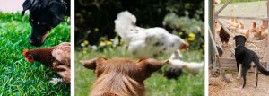 WHAT TO DO IF A DOG ATTACKS YOUR CHICKENS