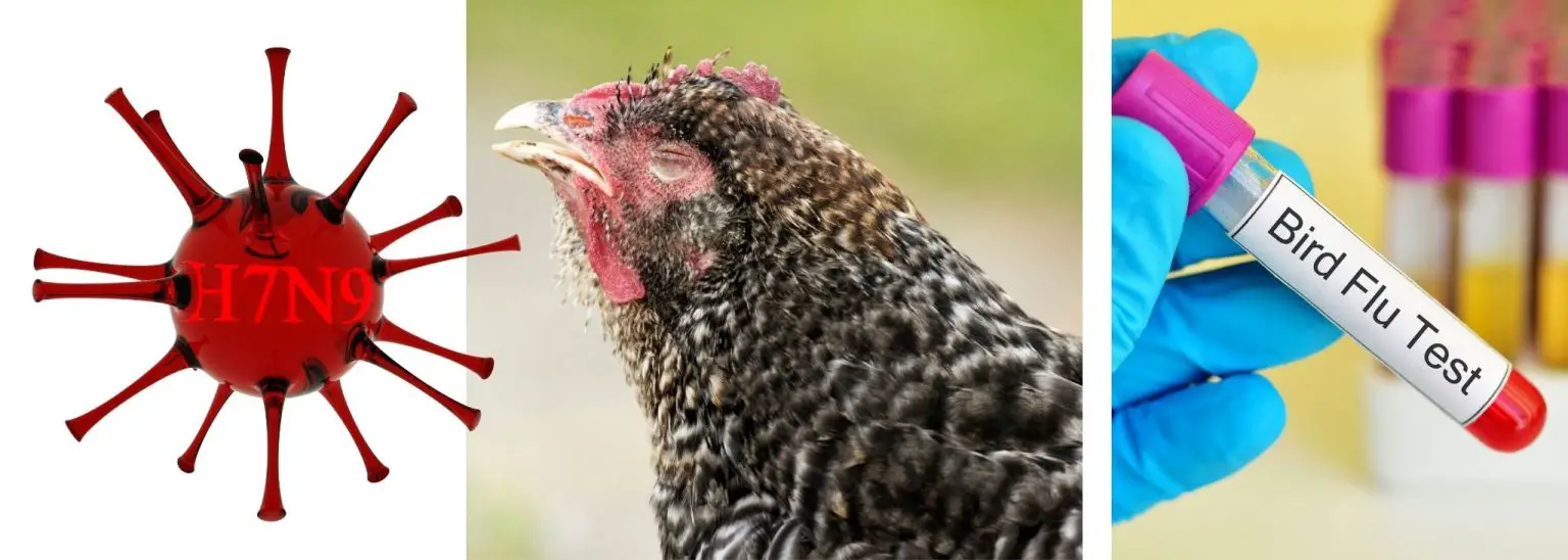 What does bird flu look like in chickens? | Backyard Chickens Mama