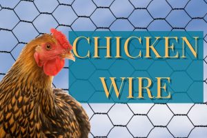 CHICKEN-WIRE