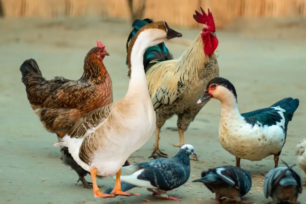 CAN MY CHICKENS GET THE BIRD FLU?  (DUCK, GOOSE, CHICKEN)