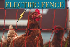 ELECTRIC-FENCE FOR CHICKENS