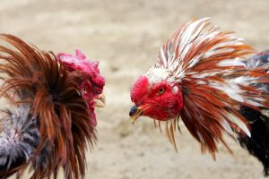 ROOSTERS-HACKLES-FIGHTING