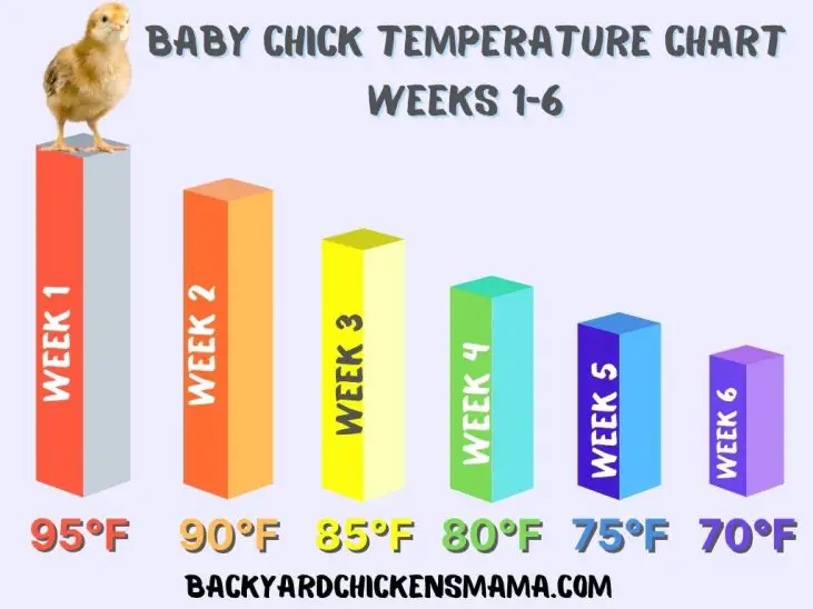 CHICK TEMPERATURE CHART WEEKS 1 6 Backyard Chickens Mama   CHICK TEMPERATURE CHART WEEKS 1 6 731x548 