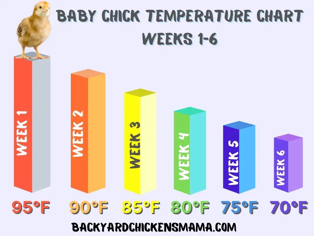 BABY CHICK TEMPERATURE CHART, WEEKS 1-6.