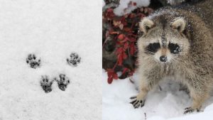 RACCOON-FOOTPRINTS-PAWS