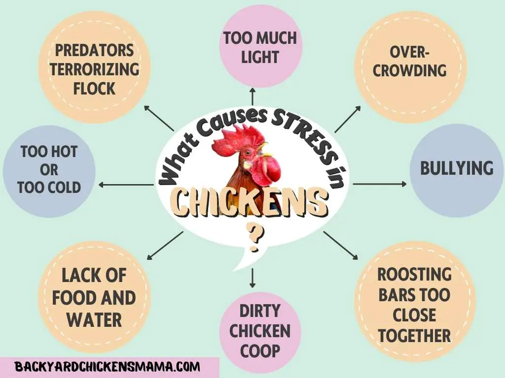 WHAT CAUSES STRESS IN CHICKENS?