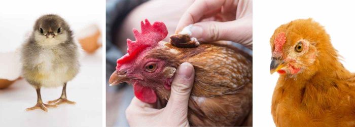 HOW TO GET CHICKENS TO LIVE LONGER