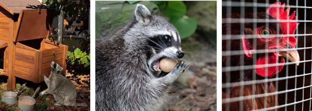 how-to-keep-raccoons-out-of-a-chicken-coop-15-easy-ways