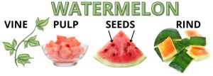 PARTS-OF-A-WATERMELON