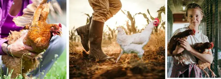HOW TO CATCH A CHICKEN-5 BEST TIPS