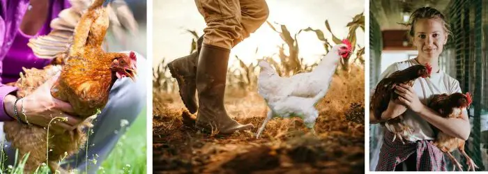 HOW TO CATCH A CHICKEN-5 BEST TIPS