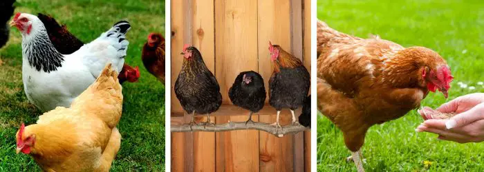 HOW TO RAISE HEALTHY CHICKENS