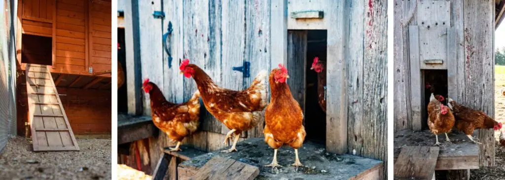 5-big-reasons-why-chickens-won-t-go-into-the-coop