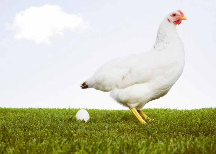 FERTILE CHICKEN EGGS ARE PERFECTLY SAFE TO EAT. Do chickens need a rooster to lay eggs?