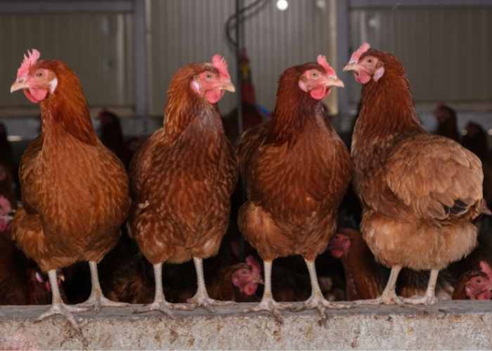 Do chickens need a rooster to lay eggs? HENS WILL LAY EGGS WITHOUT A ROOSTER PRESENT. 