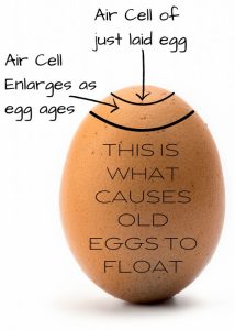 FRESH EGG WATER FLOAT TEST